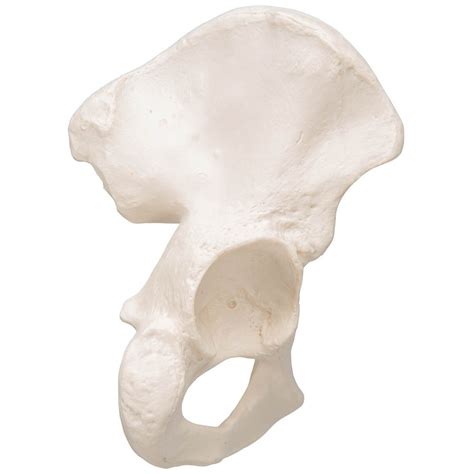 3b Scientific A35 5l Individual Hip Bone Model