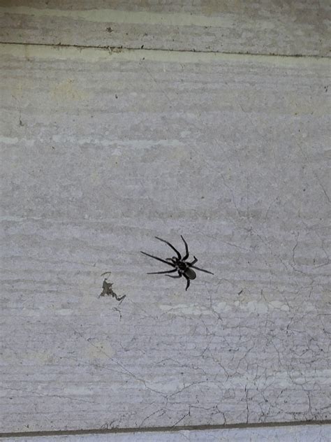 I Need Help Identifying This Spider Sumter Sc Usa And Is It