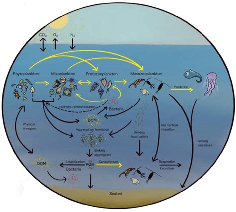 Schematic Of Planktonic Food Web By Functional Groups Atmospheric Co2