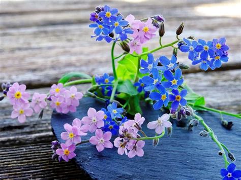Forget Me Not Flower Meaning and Symbolism - Plant and Flower Dictionary