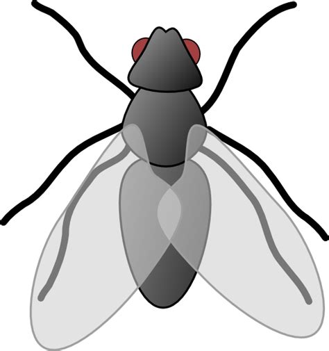 Clipart Fly 20 Free Cliparts Download Images On Clipground 2024