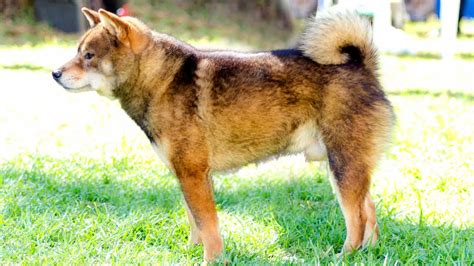 Shiba Inu Shedding Complete Guide Tips And Tricks From Owners Paws