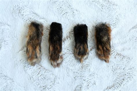 Real Dry Preserved Alaskan Red Fox Paw Etsy
