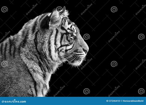 Portrait Of Sumatran Tiger In Black And White Stock Photo