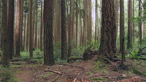 Pacific Northwest Forest Misty Morning Dolly Shot A Camera Dolly Shot