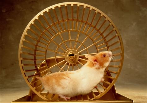 Choosing Between Common Pet Rodents