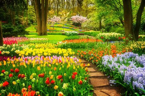 春天的花园图片 春天花园里的郁金香花坛素材 高清图片 摄影照片 寻图免费打包下载
