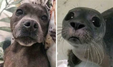 These Dogs Look Like Something Else 26 Pics