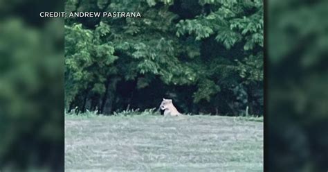 Incredibly Rare Despite Its Death Dnr Says Cougar Sighting In Twin Cities Suburb Is