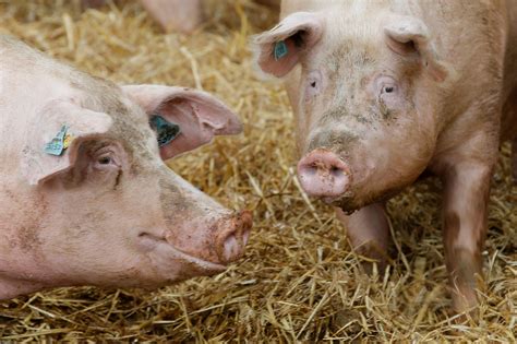 Will Cropping Pig Organs End The Long Waits For Transplants