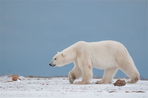 Polar Bear Portrait Sean Crane Photography