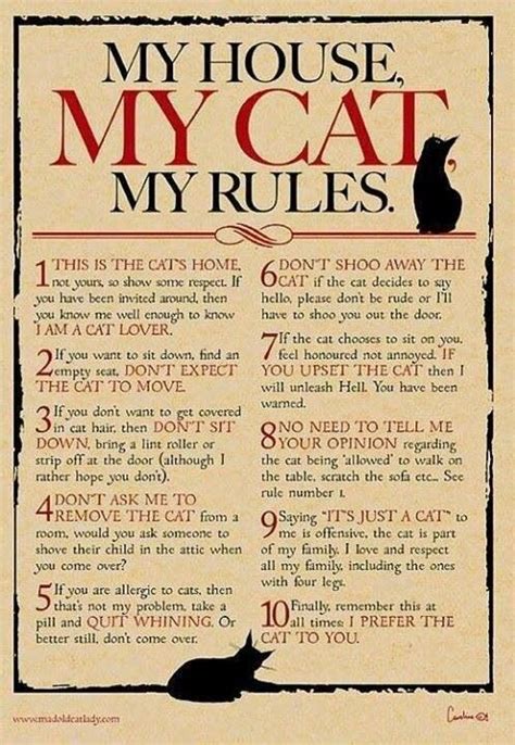 Well I Mean In Most Cases This Is True C Cat Tiger Dog Cat Crazy Cat