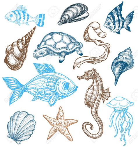 Simple Drawings Of Sea Animals How To Draw For Kids 12 Ocean Animals