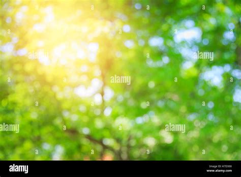 Blur Green Nature Summer Bokeh Background With Sun Light Stock Photo