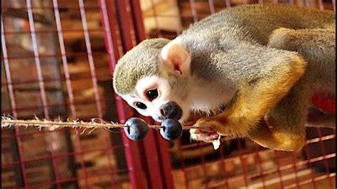 Baby Squirrel Monkey Yummy Food Challenge Enrichment Youtube