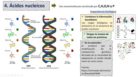 Clase 6 1 Y 2do Sec Biología Biomoleculas Organicas Final Youtube