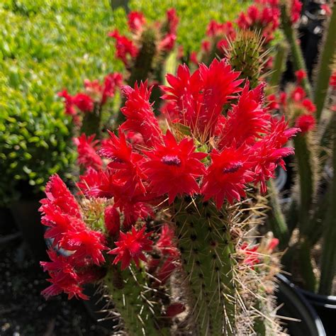 Red Beauty Borzi Cactus Flowers Are All Aflame At Serra Gardens