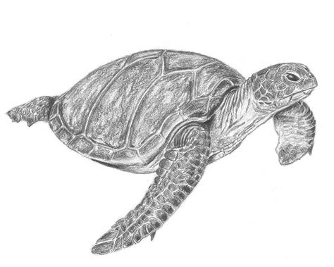 How To Draw A Realistic Sea Turtle