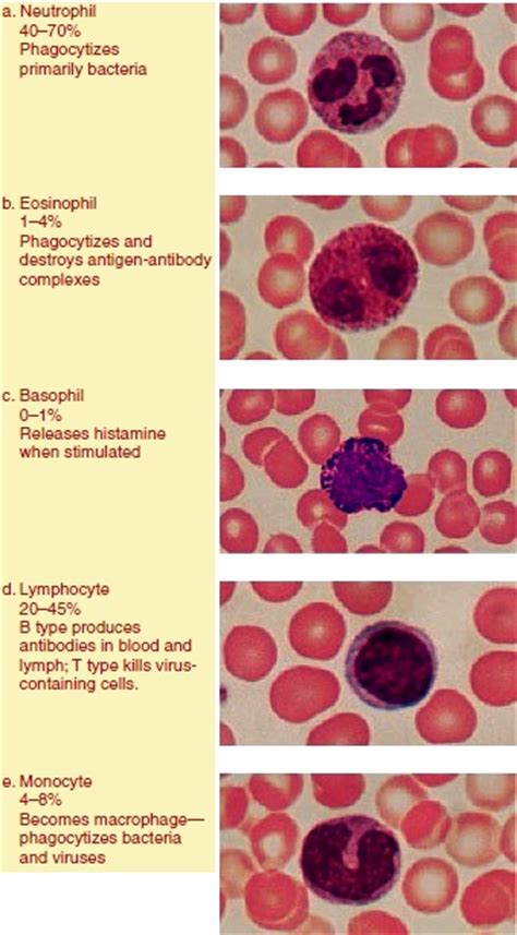 The Five Types Of White Blood Cells Biological Science