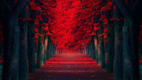 We have 54+ amazing background pictures carefully picked by our community. Red and Black 4K Wallpaper - WallpaperSafari