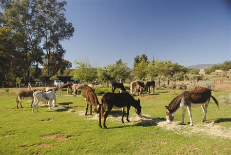 Eseltjiesrus Donkey Sanctuary Mcgregor Weg