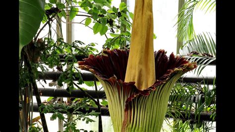 Giant Plant Being Grown At Bristol Zoo Gardens Youtube