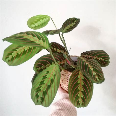 E' una pianta sempreverde, erbacea, ha foglie molto particolari con diverse forme e colori che restano erette durante la notte e si piegano durante le ore diurne … Amaranta Pianta Da Appartamento