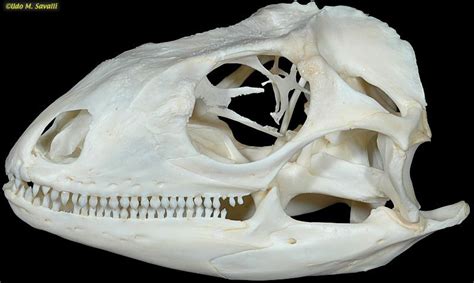 Human Skeleton Anatomy Animal Skeletons Skull Reference