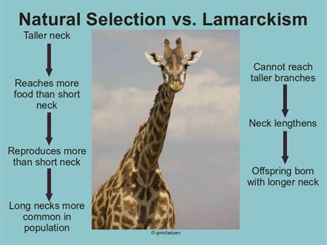Lamarck Inheritance Of Acquired Characteristics