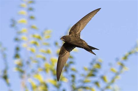 10 Spring And Summer Birds British Birds Bird Spot