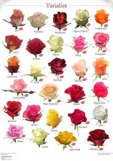 Variety Of Roses Rose Varieties Types Of Roses Rose Color Meanings