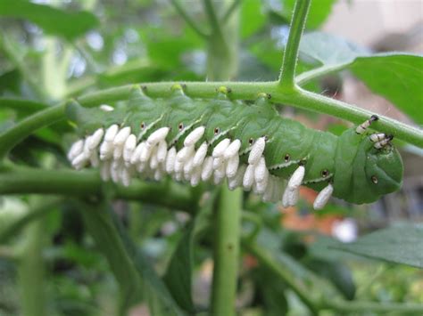 Parasitic braconid wasp, cotesia congregatus, cocoons attached to a horned tomato worm. Tomato horn worm with wasp larvae | Flickr - Photo Sharing!