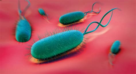 Microscopic View Of Helicobacter Pylori Bacterium Vanderbilt Ingram