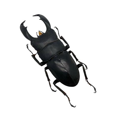 Black Giant Stag Beetle Dorcus Titanus Typhon Insect Collector Specimen Art Ebay