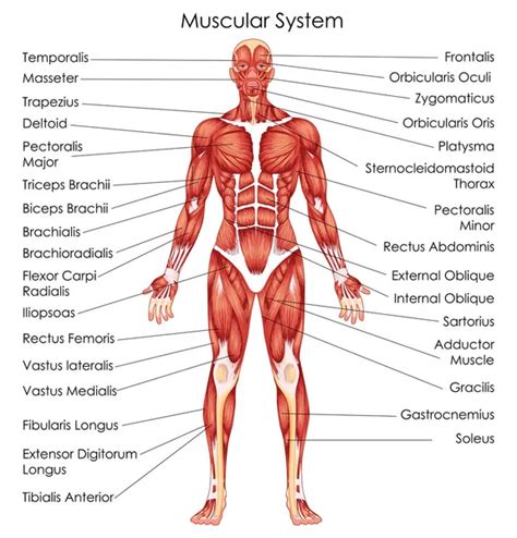 Anatomy Of Male Muscular System Posterior And Anterior View Full