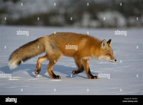 Red Fox Vulpes Vulpes Walking In Snow Alaska Stock Photo Alamy