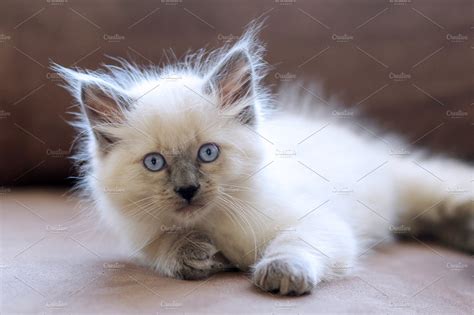 Balinese Kitten Animal Stock Photos ~ Creative Market