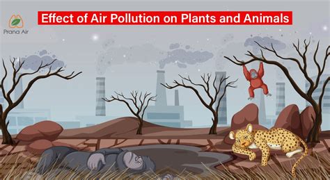 Efeito Da Poluição Do Ar Em Plantas E Animais Prana Air