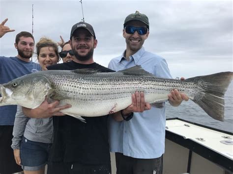 Striped Bass Fishing Charters Gloucester Massachusetts