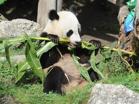 Giant Panda Global Awards Tiergarten Schönbrunn Mehrfach Ausgezeichnet