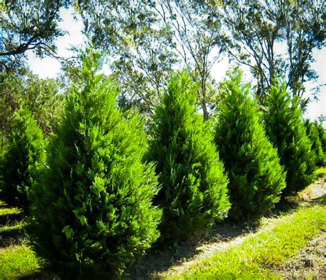 Leyland Cypress Trees For Sale Buy Leyland Cypress The Tree Center
