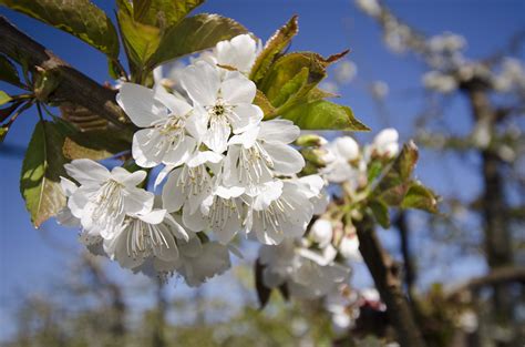 Cherry Blossom Spring Cherries Orchard Perfectbynature