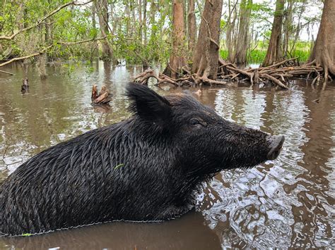 Swamp Pig Wild Pig In The Bayou Of Honey Island Swamp Nea Flickr
