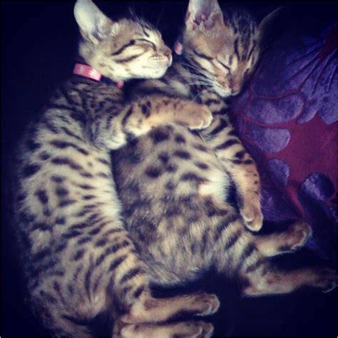 Bengal Kittens Cuddling And Sleeping Kitten Cuddle Bengal Kitten