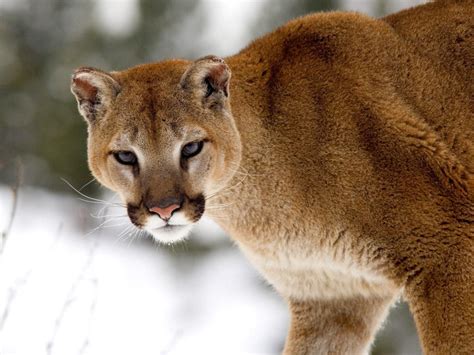 Wild Cats The Mountain Lion