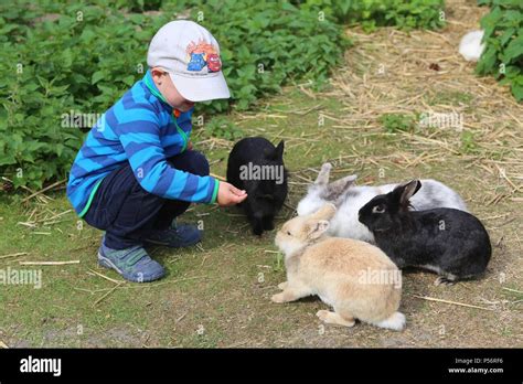 Child Is Feeding Rabbits Stock Photo Alamy