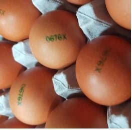 SR소비자이슈 살충제 성분 기준 초과 계란 전량 회수폐기 유통차단