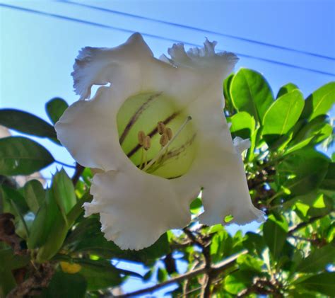Solandra Longiflora Flores Colombia