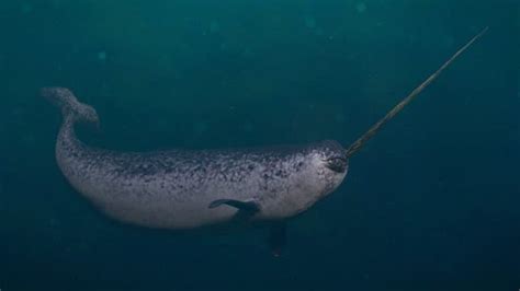 Narwhal Animal Facts Monodon Monoceros A Z Animals