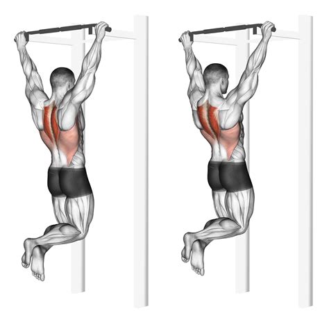 Scapular Pull Ups Benefits Muscles Worked And More Inspire Us